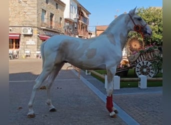 Lusitanos Mestizo, Semental, 1 año, 150 cm, Pío
