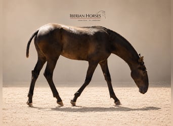 Lusitanos Mestizo, Semental, 1 año, 152 cm, Tordo