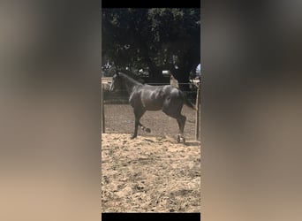 Lusitanos, Semental, 1 año, 153 cm, Tordo
