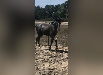 Lusitanos, Semental, 1 año, 153 cm, Tordo