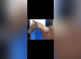 Lusitanos, Semental, 1 año, 154 cm, Alazán