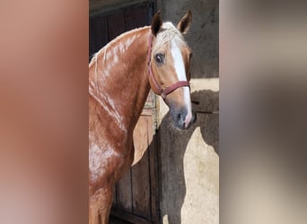 Lusitanos, Semental, 1 año, 154 cm, Alazán