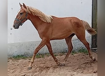 Lusitanos, Semental, 1 año, 154 cm, Alazán