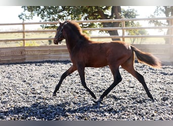 Lusitanos Mestizo, Semental, 1 año, 155 cm, Castaño oscuro