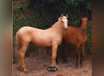 Lusitanos, Semental, 1 año, 155 cm, Palomino