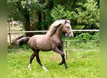 Lusitanos Mestizo, Semental, 1 año, 155 cm, Tordo rodado