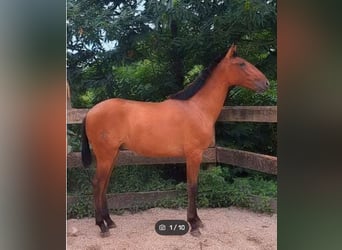 Lusitanos, Semental, 1 año, 157 cm, Castaño