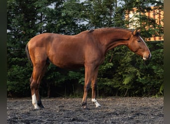 Lusitanos, Semental, 1 año, 159 cm, Castaño
