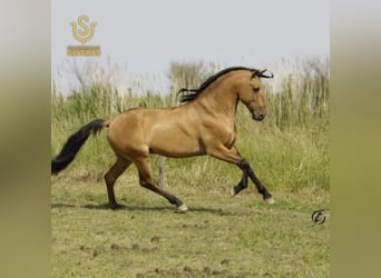 Lusitanos, Semental, 1 año, 160 cm, Castaño