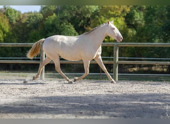 Lusitanos, Semental, 1 año, 160 cm, Castaño