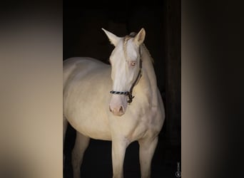 Lusitanos, Semental, 1 año, 160 cm, Castaño