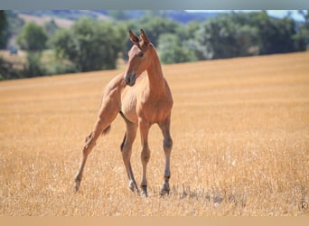 Lusitanos, Semental, 1 año, 160 cm, Castaño