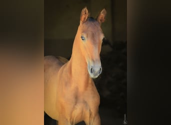 Lusitanos, Semental, 1 año, 160 cm, Castaño