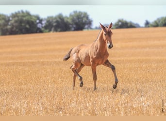 Lusitanos, Semental, 1 año, 160 cm, Castaño