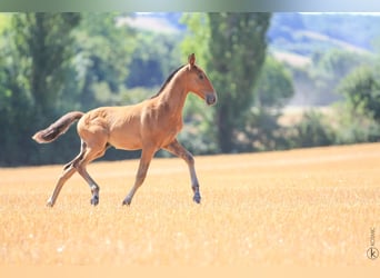 Lusitanos, Semental, 1 año, 160 cm, Castaño