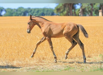 Lusitanos, Semental, 1 año, 160 cm, Castaño