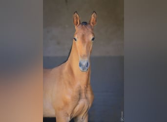 Lusitanos, Semental, 1 año, 160 cm, Castaño