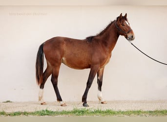 Lusitanos Mestizo, Semental, 1 año, 160 cm, Castaño