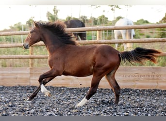 Lusitanos Mestizo, Semental, 1 año, 160 cm, Castaño