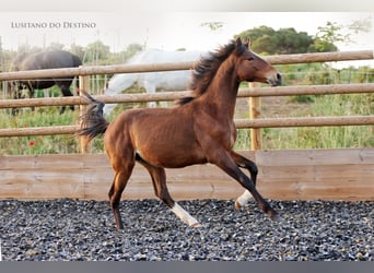 Lusitanos Mestizo, Semental, 1 año, 160 cm, Castaño