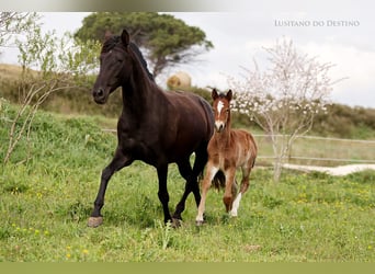 Lusitanos Mestizo, Semental, 1 año, 160 cm, Castaño