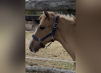 Lusitanos, Semental, 1 año, 160 cm, Red Dun/Cervuno