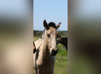 Lusitanos, Semental, 1 año, 161 cm, Bayo