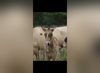 Lusitanos, Semental, 1 año, 161 cm, Buckskin/Bayo