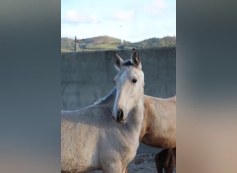 Lusitanos, Semental, 1 año, 163 cm, Buckskin/Bayo