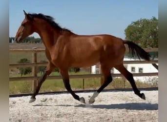 Lusitanos, Semental, 1 año, 163 cm, Castaño