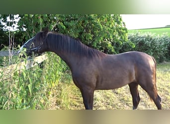 Lusitanos, Semental, 1 año, 163 cm, Negro