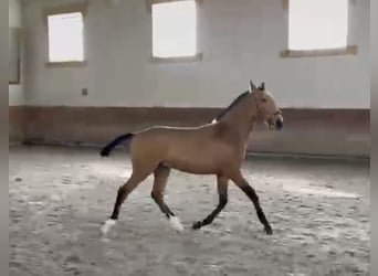 Lusitanos, Semental, 1 año, 164 cm, Buckskin/Bayo