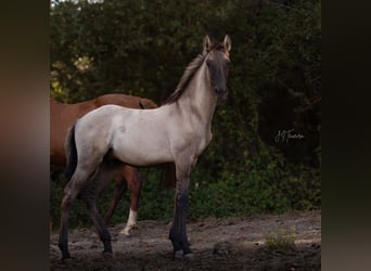 Lusitanos, Semental, 1 año, 166 cm, Musgo marrón