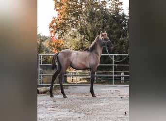 Lusitanos, Semental, 1 año, 166 cm, Musgo marrón