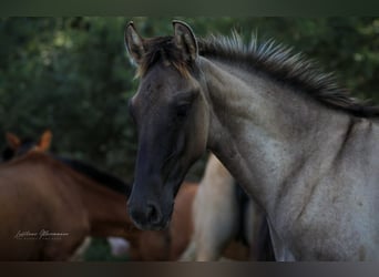 Lusitanos, Semental, 1 año, 166 cm, Musgo marrón