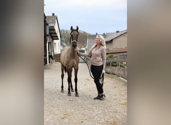 Lusitanos, Semental, 1 año, 166 cm, Musgo marrón