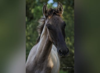 Lusitanos, Semental, 1 año, 166 cm, Musgo marrón
