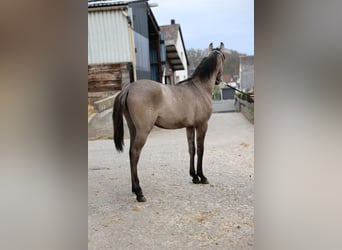 Lusitanos, Semental, 1 año, 166 cm, Musgo marrón