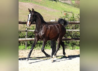 Lusitanos, Semental, 1 año, 167 cm, Castaño oscuro