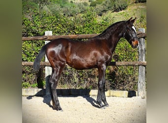 Lusitanos, Semental, 1 año, 167 cm, Castaño oscuro