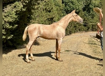 Lusitanos, Semental, 1 año, 167 cm, Palomino