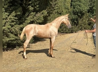 Lusitanos, Semental, 1 año, 167 cm, Palomino