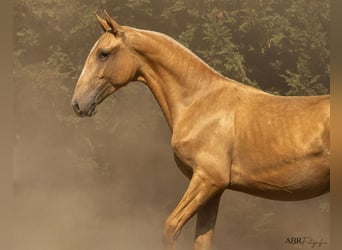 Lusitanos Mestizo, Semental, 1 año, 168 cm, Palomino