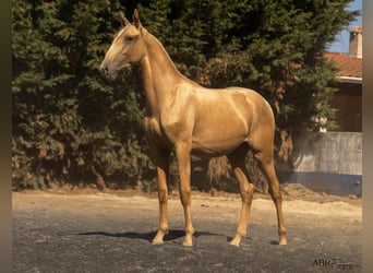 Lusitanos Mestizo, Semental, 1 año, 168 cm, Palomino