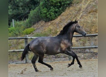 Lusitanos, Semental, 1 año, 168 cm, Porcelana