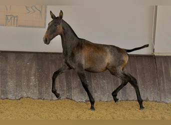 Lusitanos, Semental, 1 año, 168 cm, Tordo