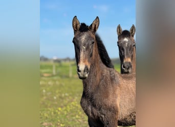 Lusitanos, Semental, 1 año, 168 cm, Tordo