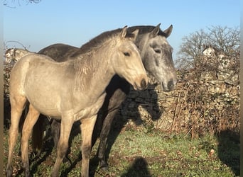 Lusitanos, Semental, 1 año, Bayo