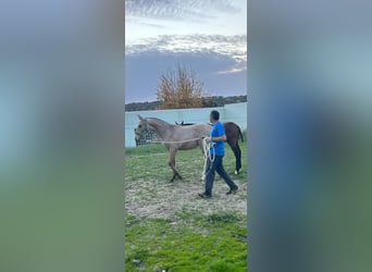 Lusitanos, Semental, 1 año, Bayo