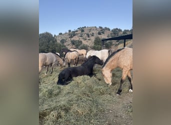 Lusitanos, Semental, 1 año